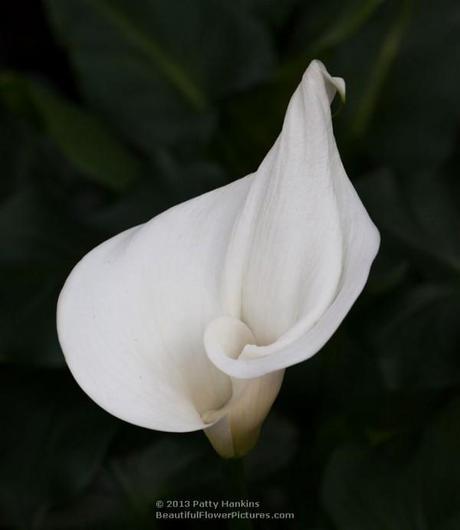 White Calla Lilies Calla Lily © 2013 Patty Hankins