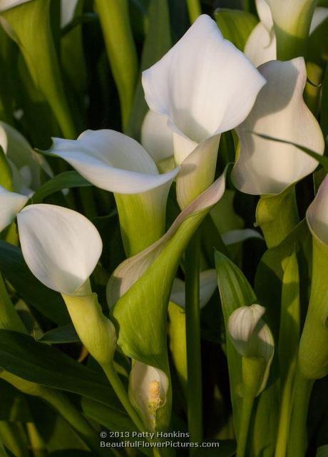 White Calla Lilies Calla Lily © 2013 Patty Hankins