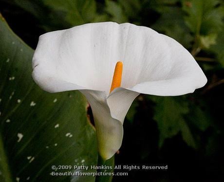 Giant White Calla Lily © 2009 Patty Hankins