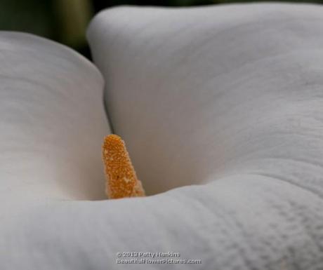 White Calla Lilies Calla Lily © 2013 Patty Hankins