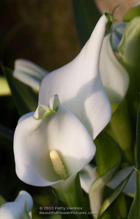 White Calla Lilies Calla Lily © 2013 Patty Hankins