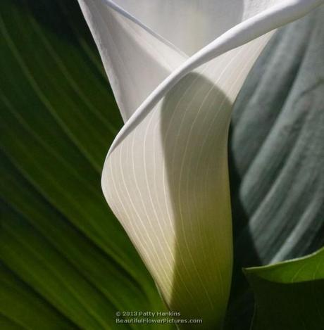 White Calla Lilies Calla Lily © 2013 Patty Hankins