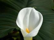 White Calla Lilies
