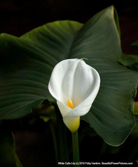 White Calla Lily © 2010 Patty Hankins