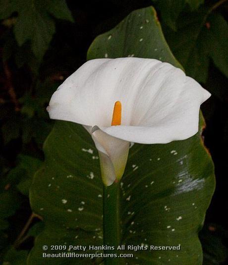 White Calla Lilies Giant White Calla Lily © 2009 Patty Hankins