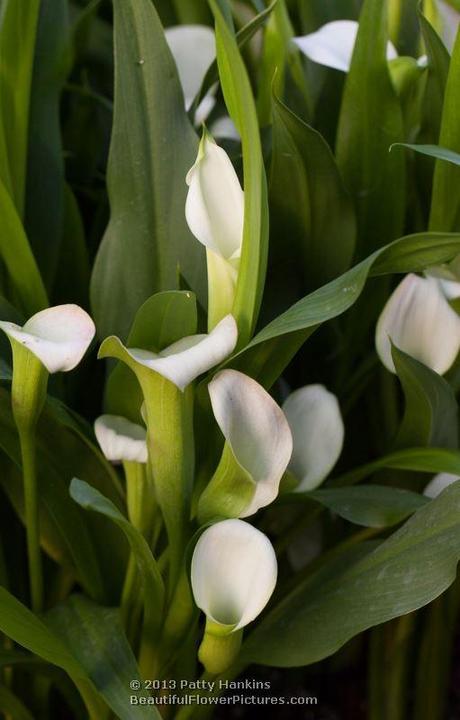White Calla Lilies Calla Lily © 2013 Patty Hankins