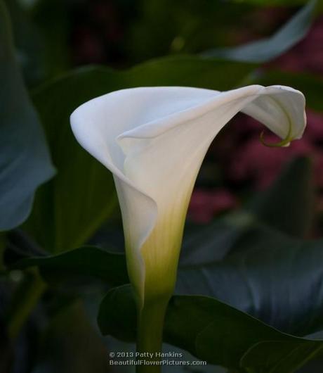 White Calla Lilies Calla Lily © 2013 Patty Hankins