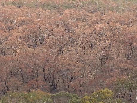 Trees that got burnt in the bush fire