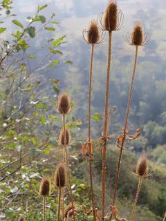 California’s LOST COAST HEADLANDS: Hike to Guthrie Creek