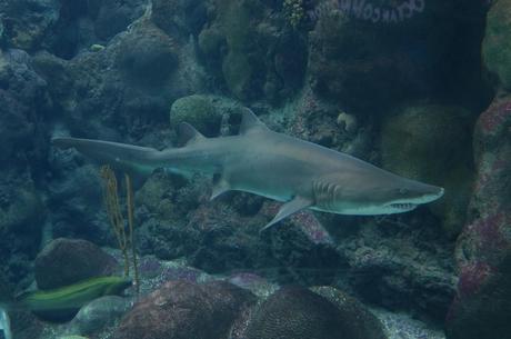 The Ramblin’ Tampa Travel Guide Coral Reefs Exhibit at the Florida Aquarium in Tampa Bay