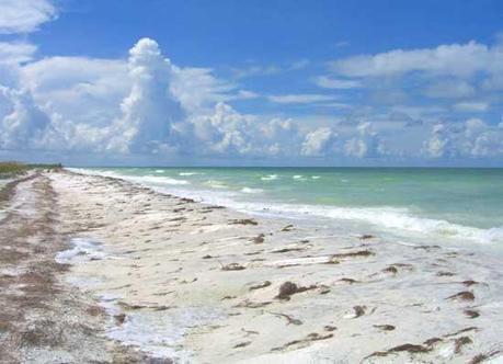 The Ramblin’ Tampa Travel Guide Honeymoon Island from Tampa Travel Guide
