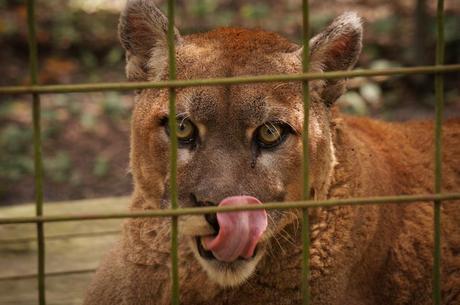 The Ramblin’ Tampa Travel Guide Sassyfras - Cougar - Big Cat Rescue