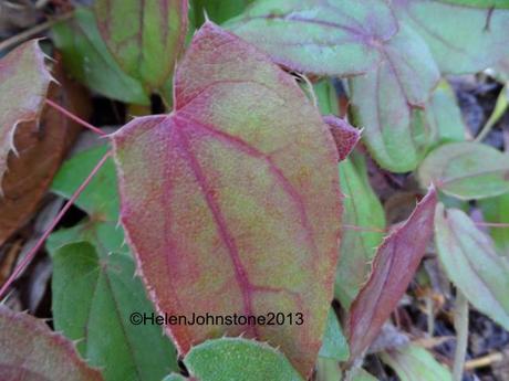 Epimedium ogisui