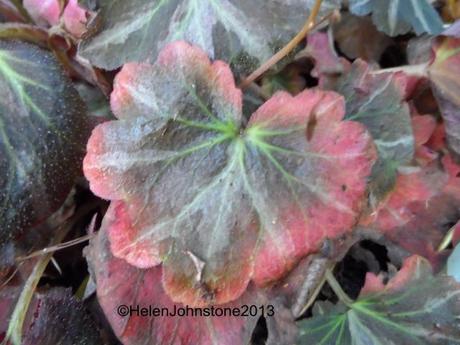 Saxifraga 'Silver Velvet'