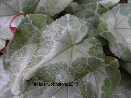 Cyclamen hederifolium