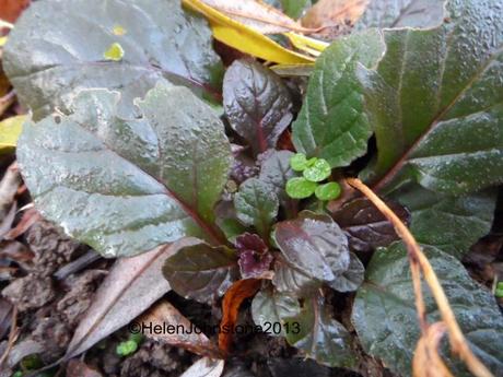 Ajuga reptans