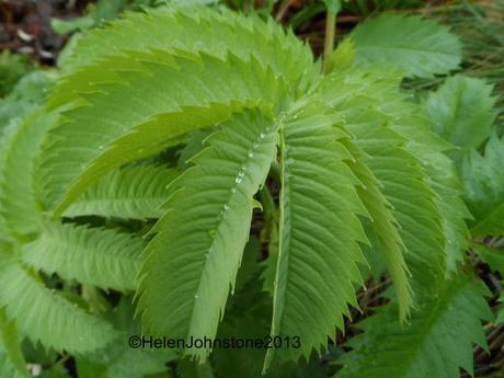 Melianthus major 