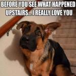 Funny photos of dogs.