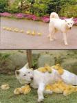 Funny photos of dogs.