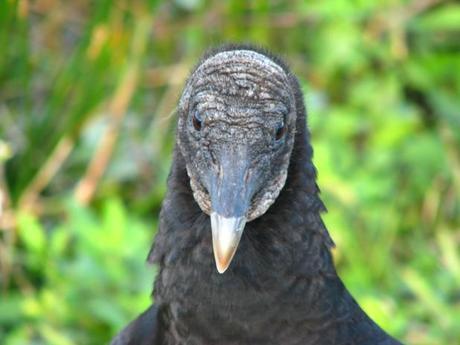 everglades florida