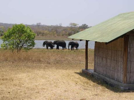 Elephants Kasungu Conservation Lodge