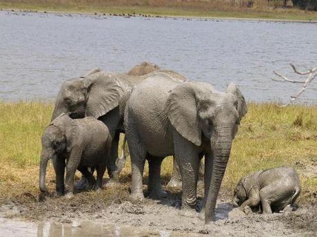 elephants at Lifupa Conservation Lodge