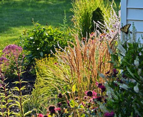 Eupatorium dubium (Joe Pye Weed) 'Little Joe'