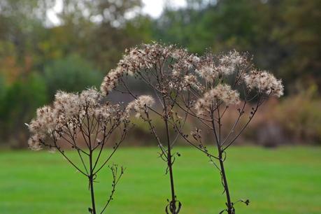 Eupatorium dubium (Joe Pye Weed) 'Little Joe'