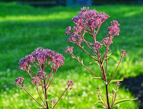 Eupatorium dubium (Joe Pye Weed) 'Little Joe'