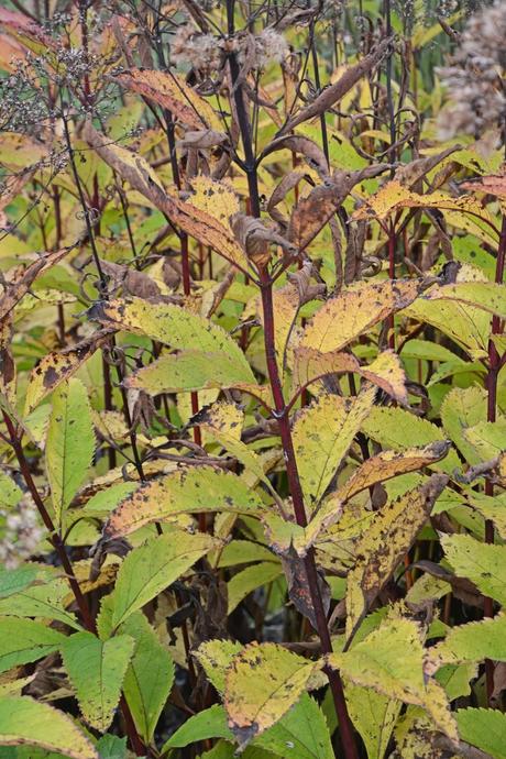 Eupatorium dubium (Joe Pye Weed) 'Little Joe'