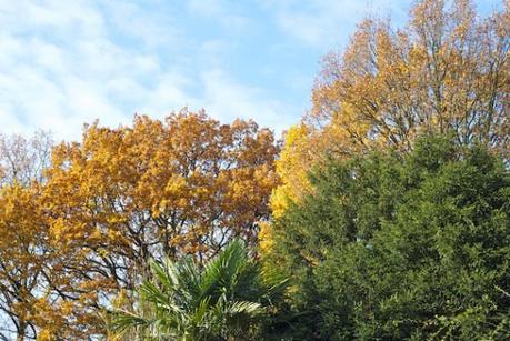 Trees Holland Park