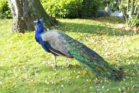 Mr Peacock - The Kyoto Garden
