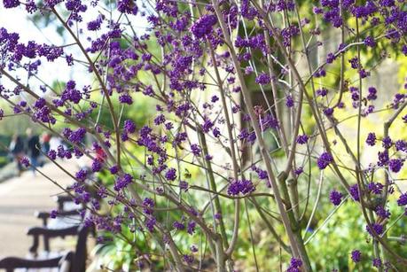 Purple Blooms - Holland Park