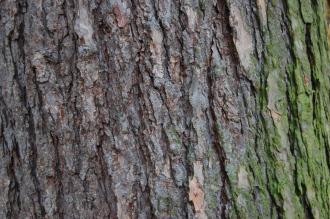 Larix x eurolepis Bark (16/11/2013, Kew Gardens, London)