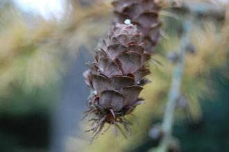 Larix x eurolepis Cone (16/11/2013, Kew Gardens, London)