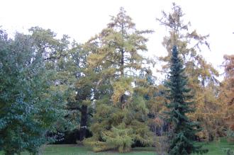 Larix x eurolepis (16/11/2013, Kew Gardens, London)