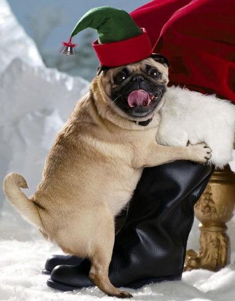 Pug clearance elf costume