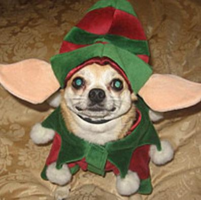 Dog in Elf Costume 