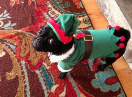 Dog in Elf Costume 