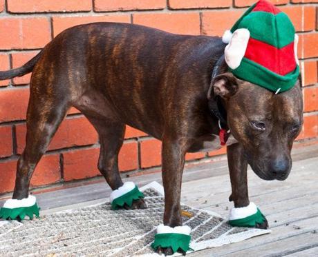 Dog in Elf Costume 