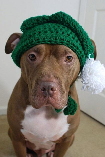 Dog in Elf Costume 