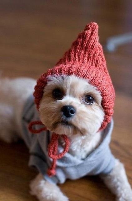 Dog in Elf Costume 