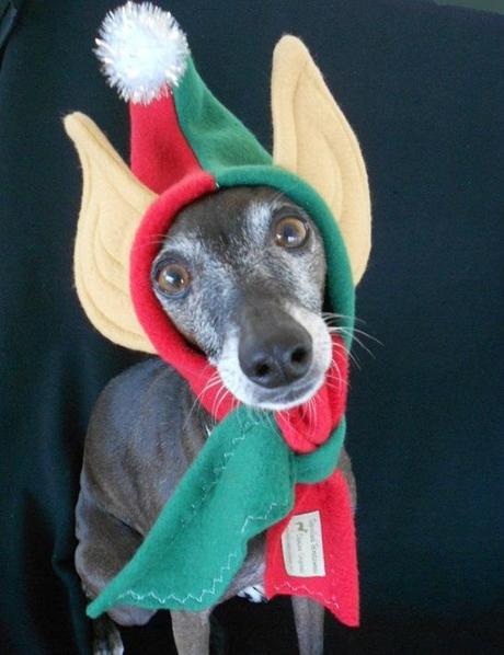 Dog in Elf Costume 