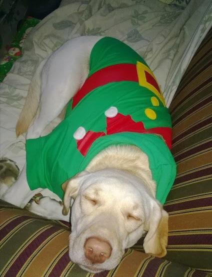 Dog in Elf Costume 