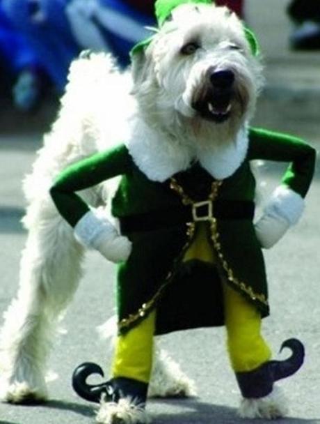 Dog in Elf Costume 