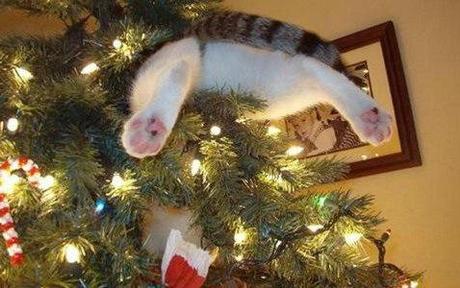 Curious Cat in a Christmas Tree