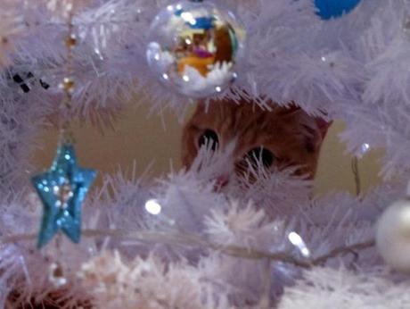 Curious Cat in a Christmas Tree