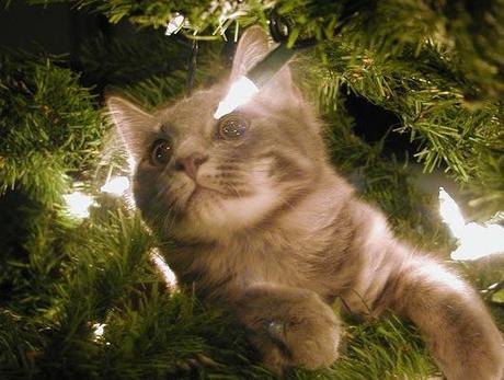 Curious Cat in a Christmas Tree