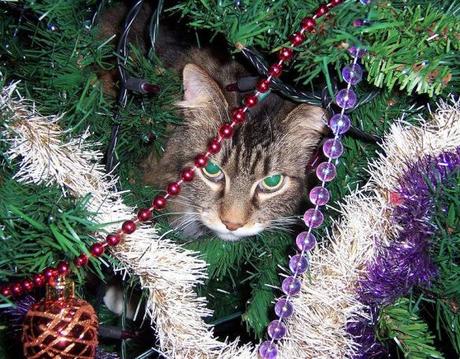 Curious Cat in a Christmas Tree