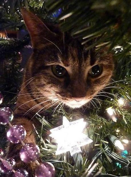 Curious Cat in a Christmas Tree